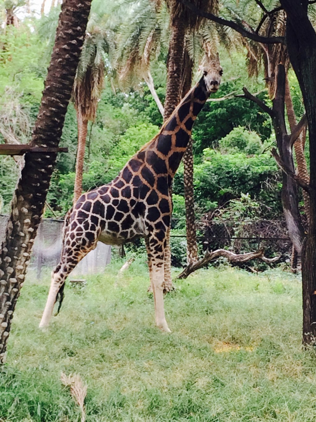 Nehru Zoological Park