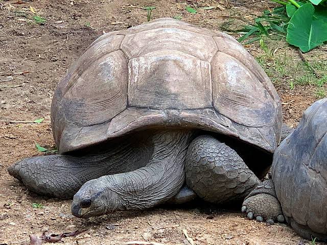 Nehru Zoological Park