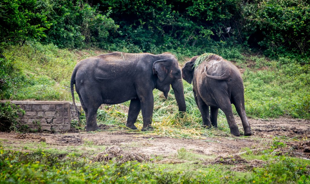 Nehru Zoological Park