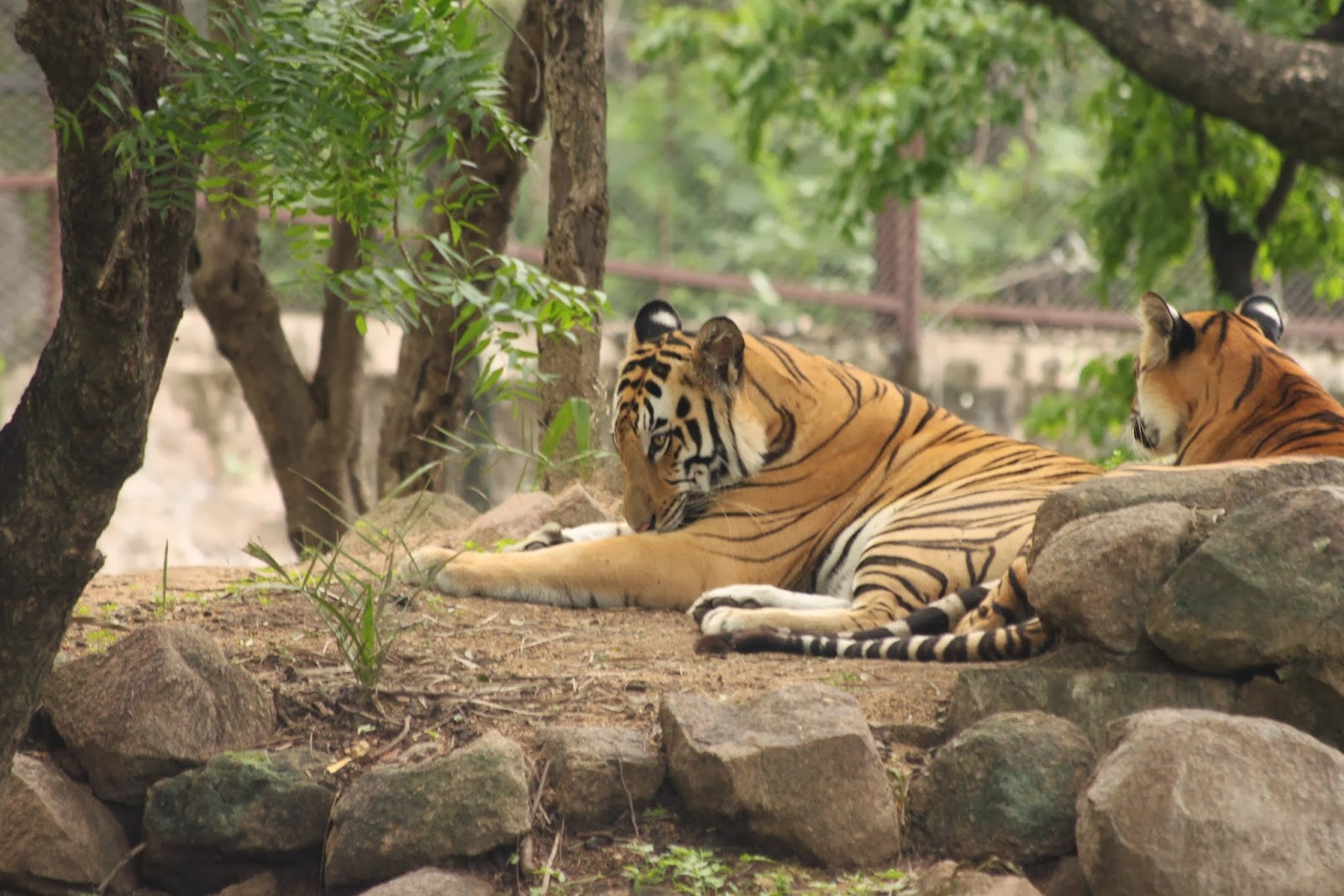 Nehru Zoological Park