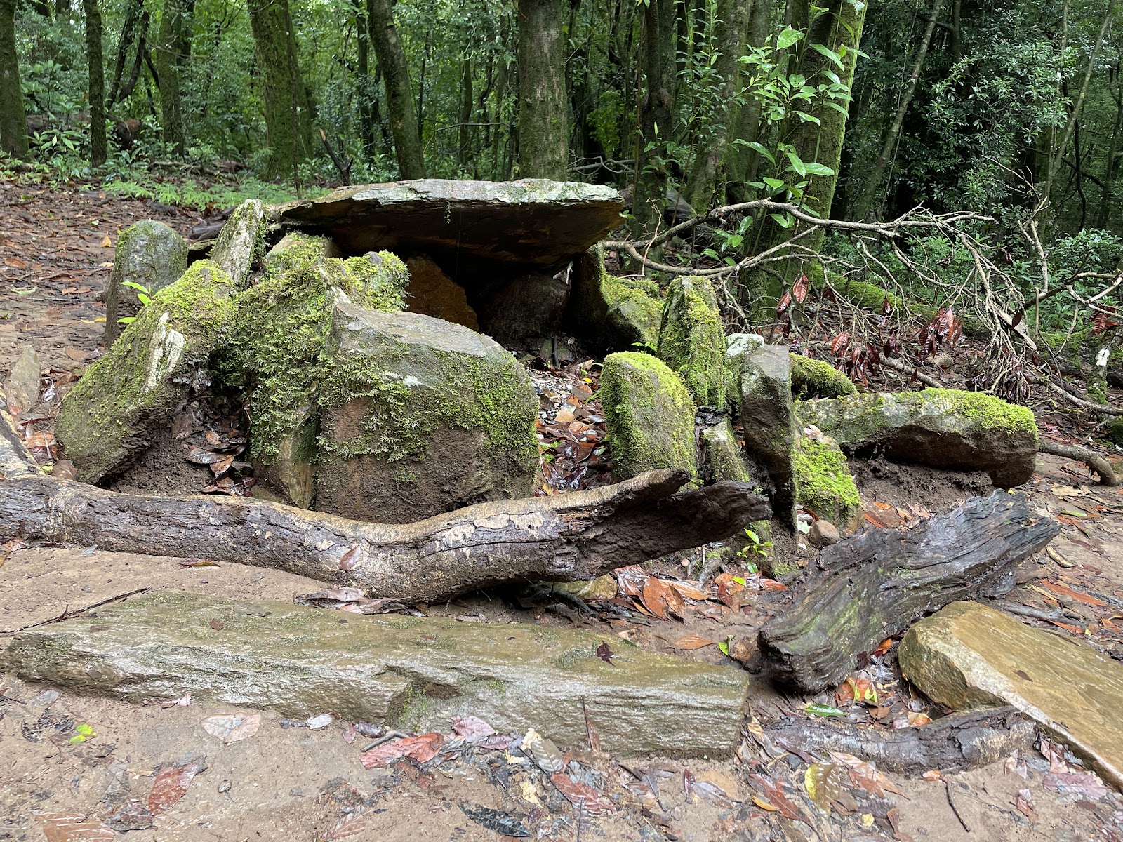 Mawphlang Sacred Grove