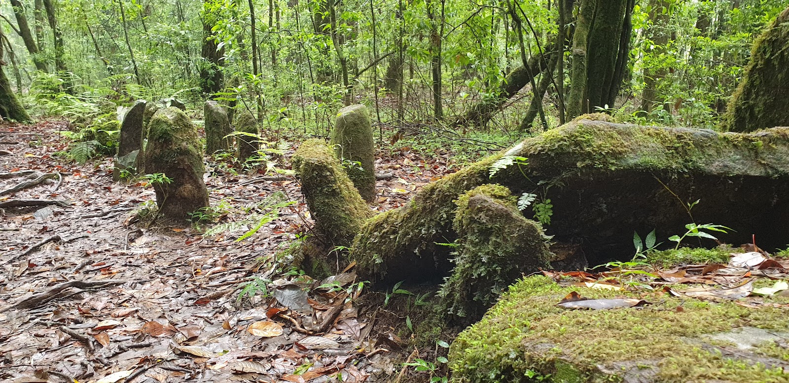 Mawphlang Sacred Grove
