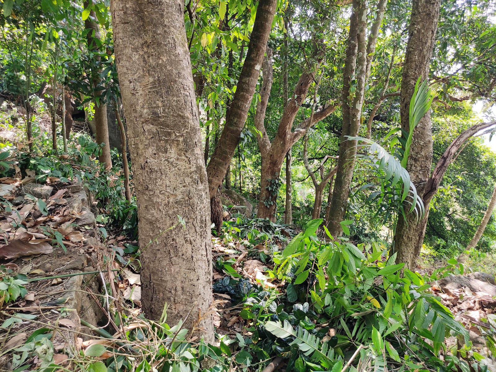 Moolamattam Power House