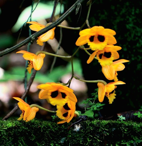 Khonghampat Orchidarium