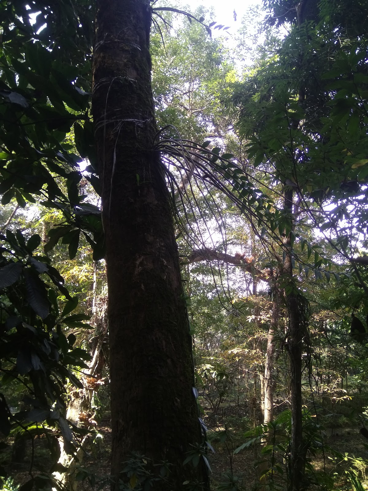 Khonghampat Orchidarium