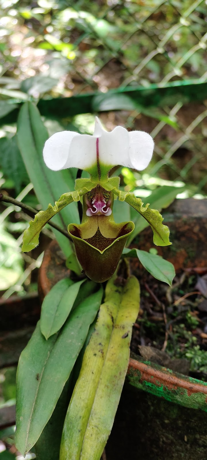 Khonghampat Orchidarium