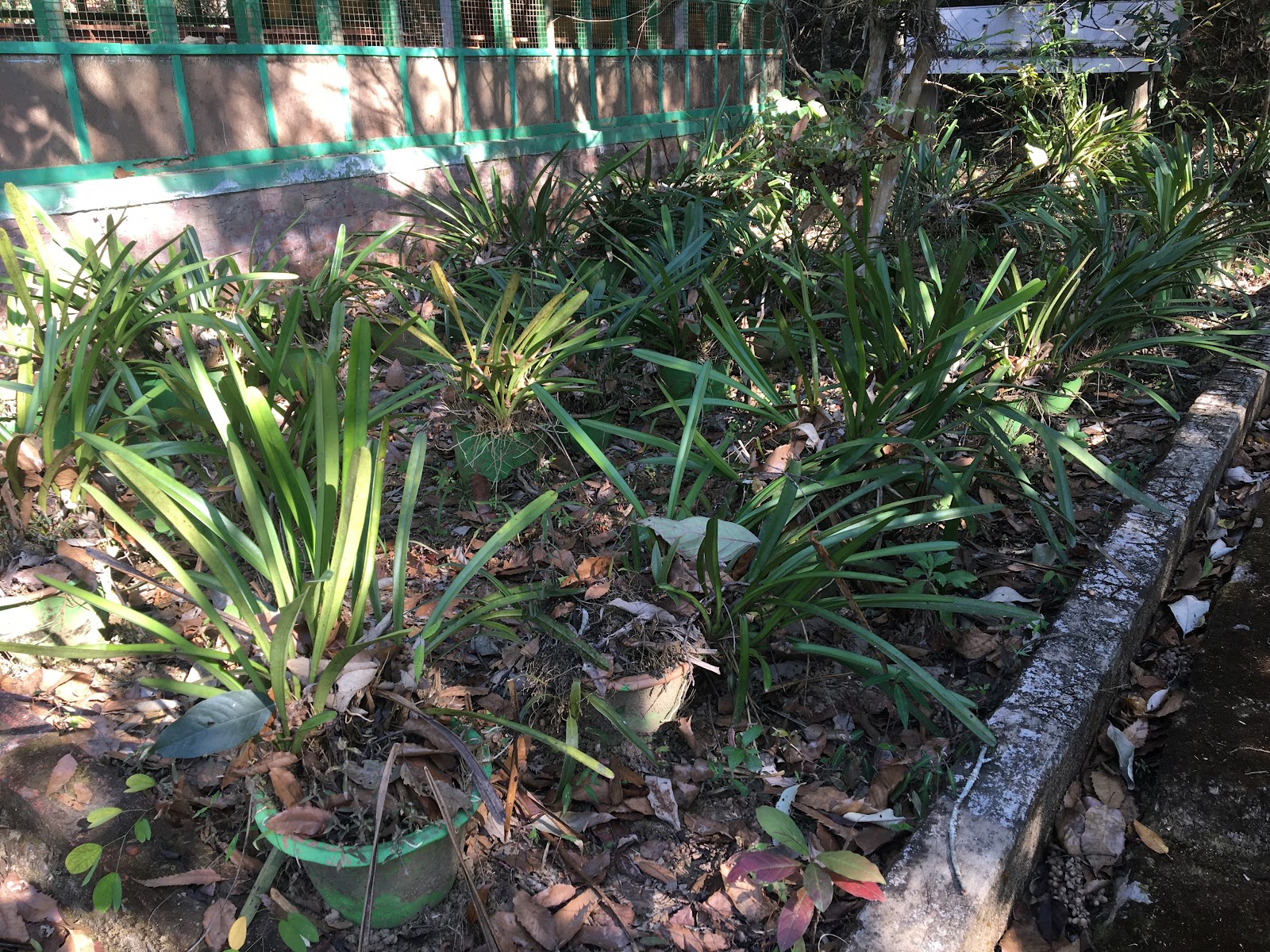 Khonghampat Orchidarium