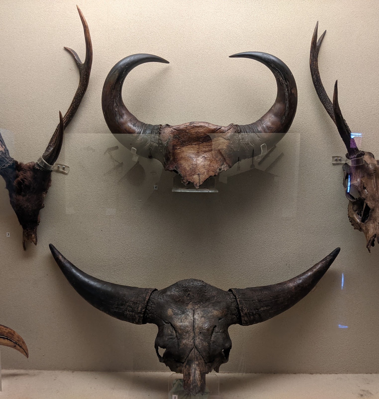 Jawaharlal Nehru State Museum