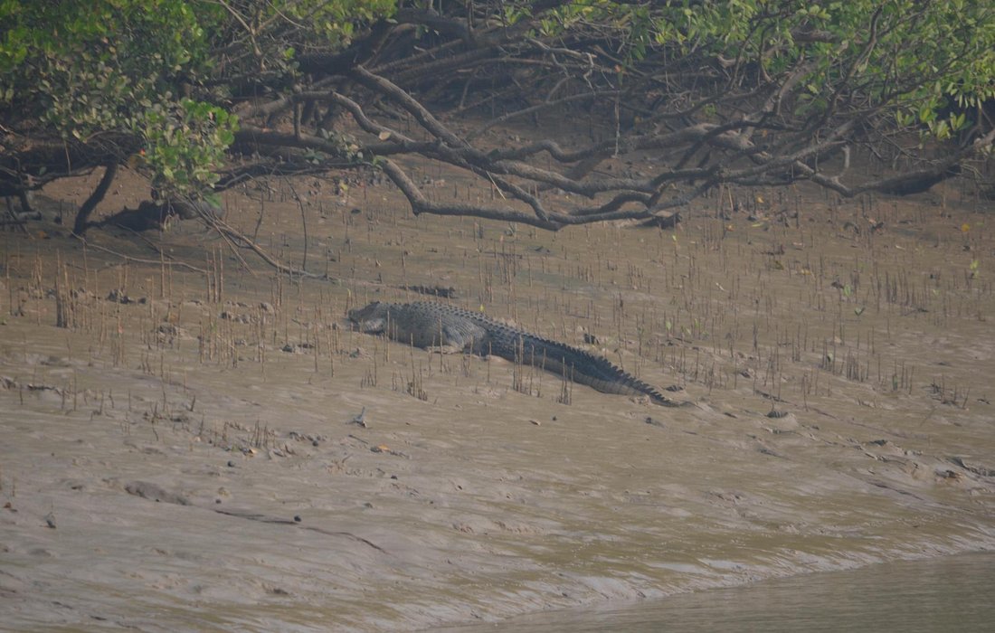 Bhitarkanika National Park