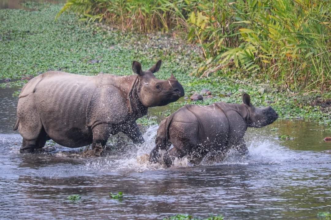 Jaldapara National Park