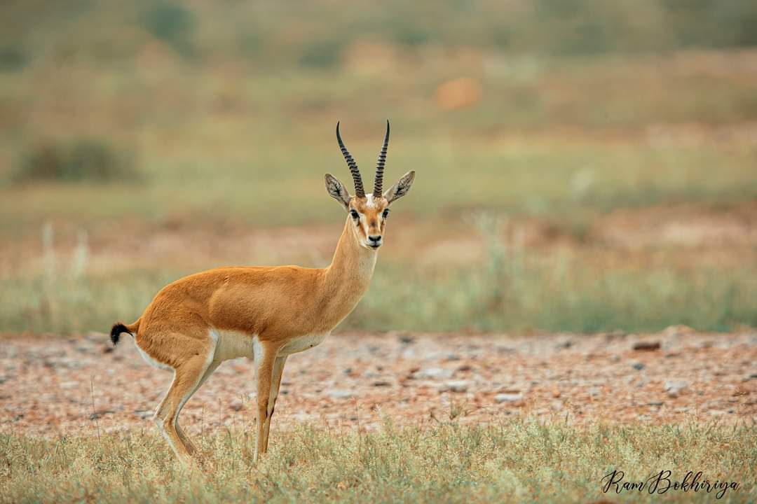 Desert National Park