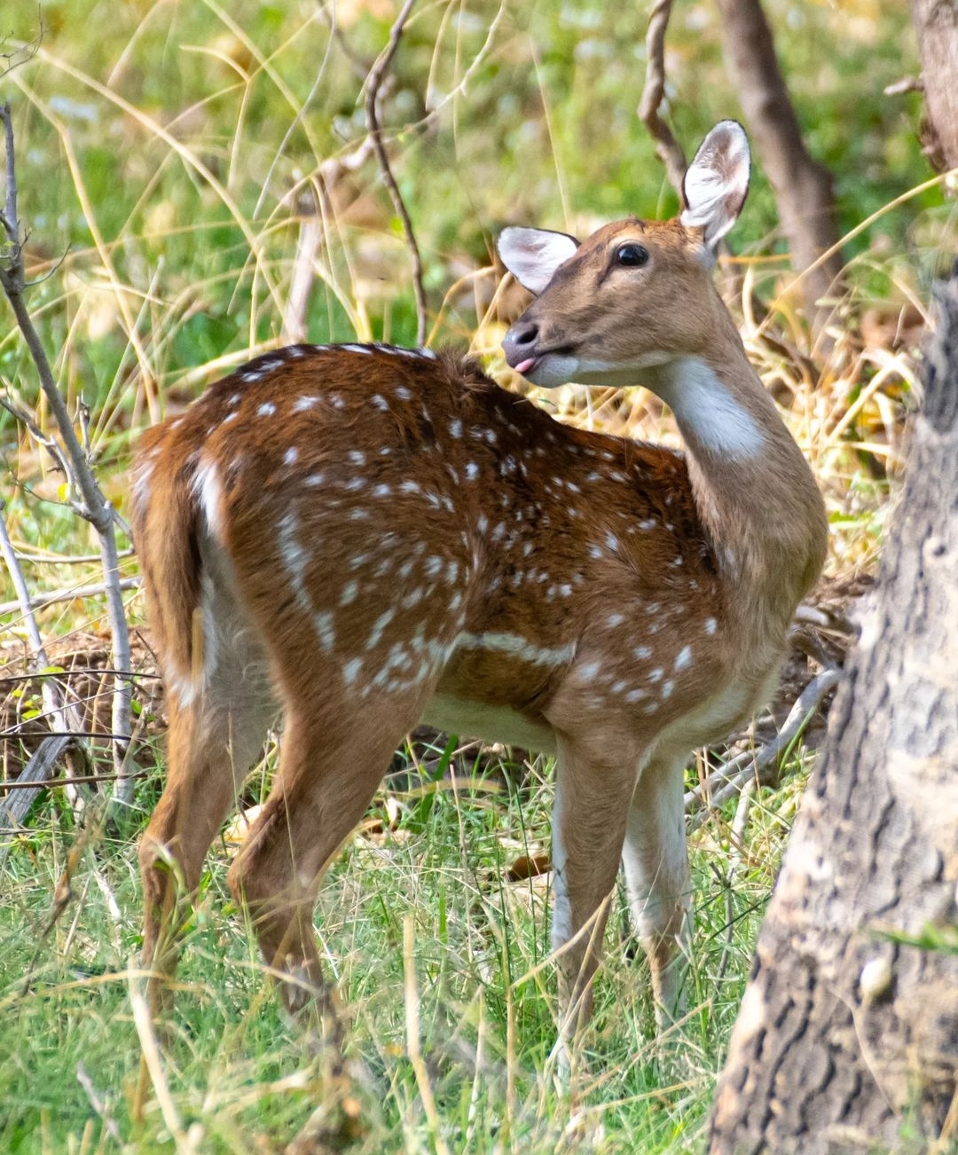 Jaisamand Wildlife Sanctuary