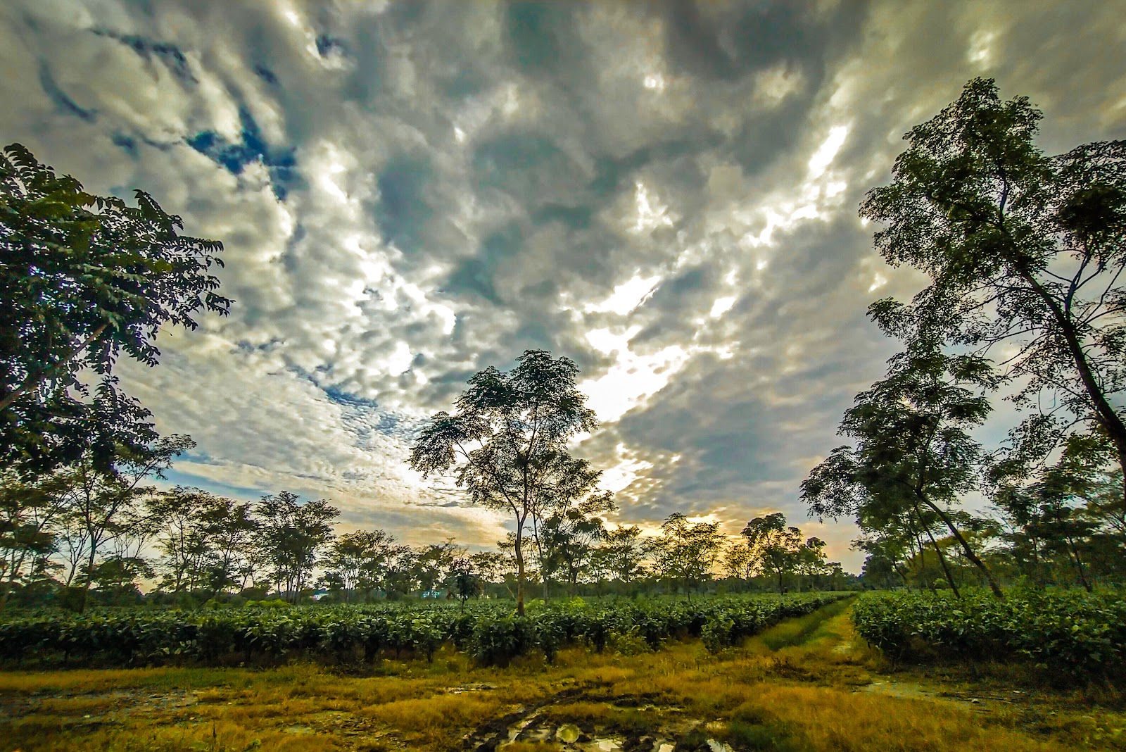Barodabri Tea Garden
