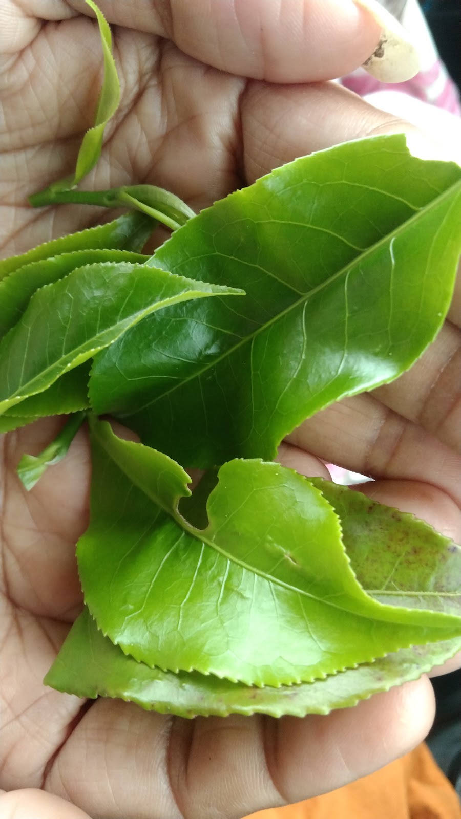 Barodabri Tea Garden