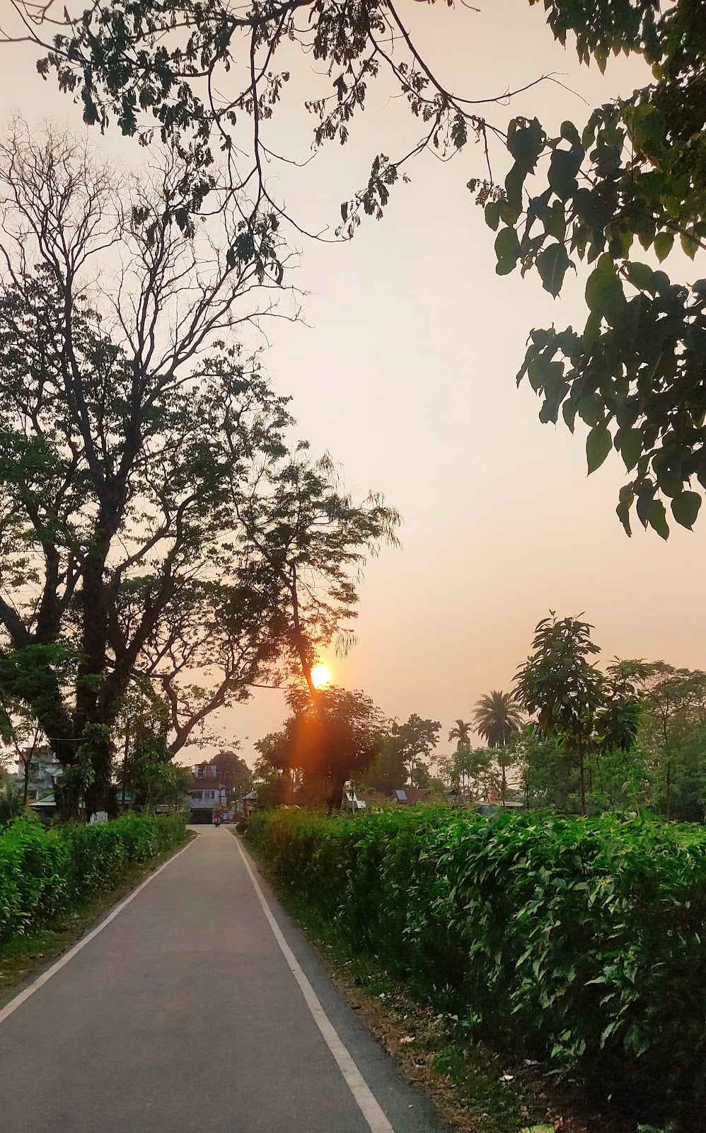 Barodabri Tea Garden