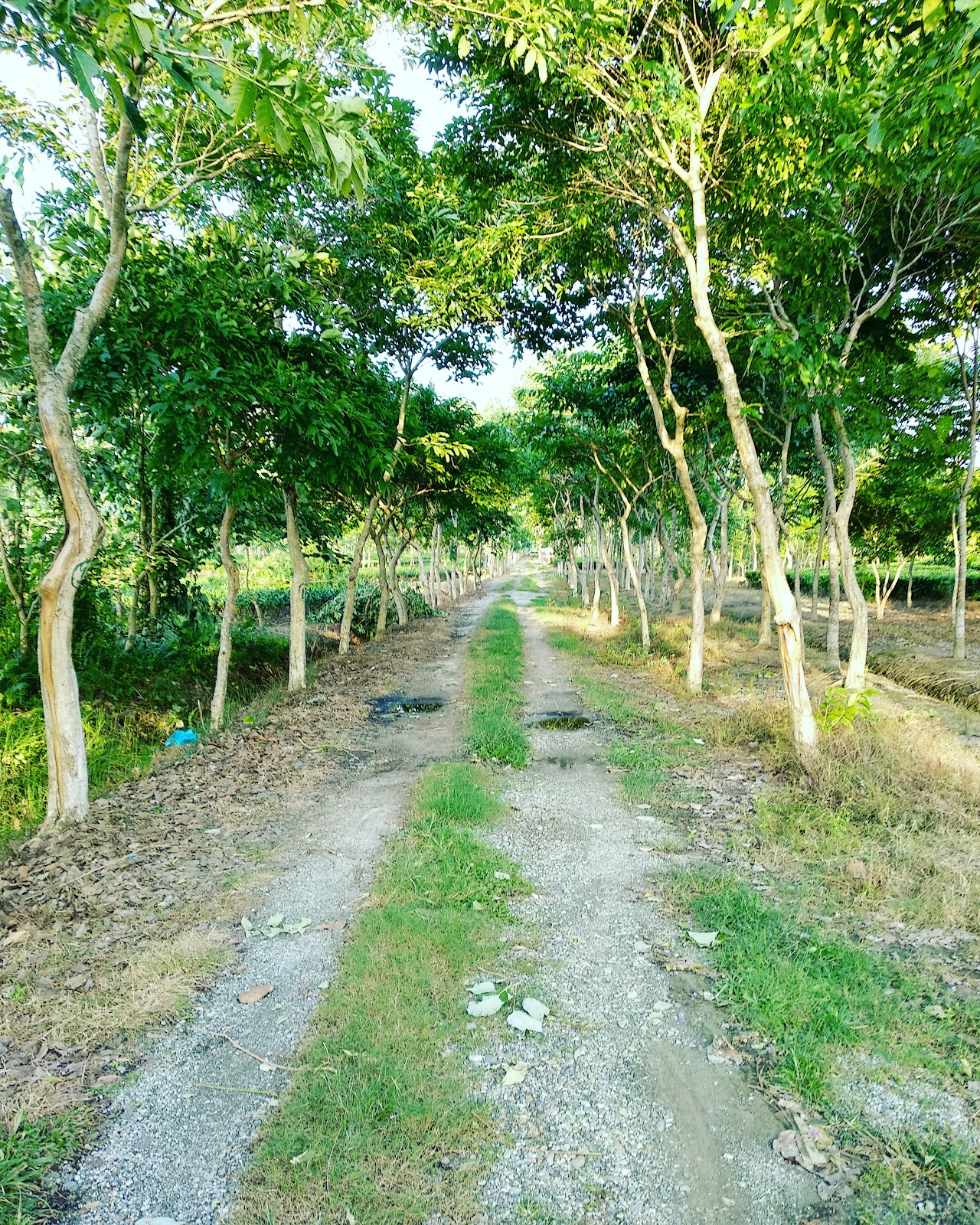 Barodabri Tea Garden