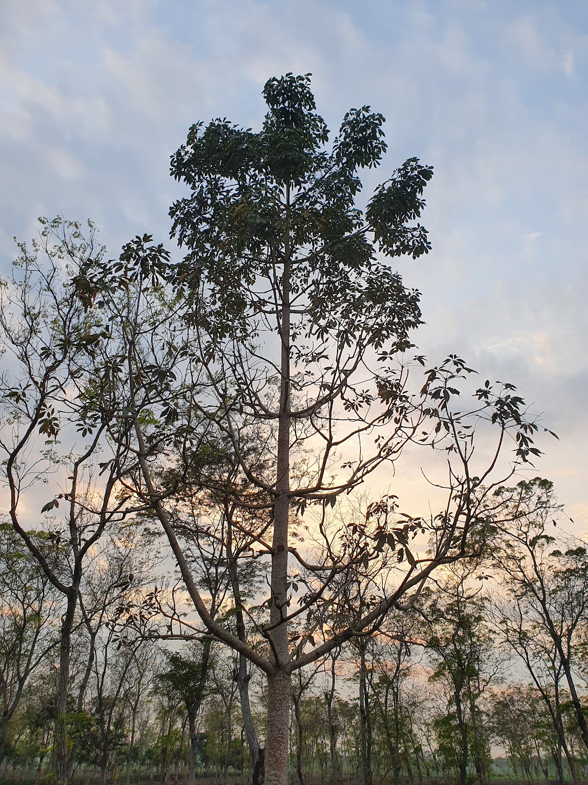 Barodabri Tea Garden