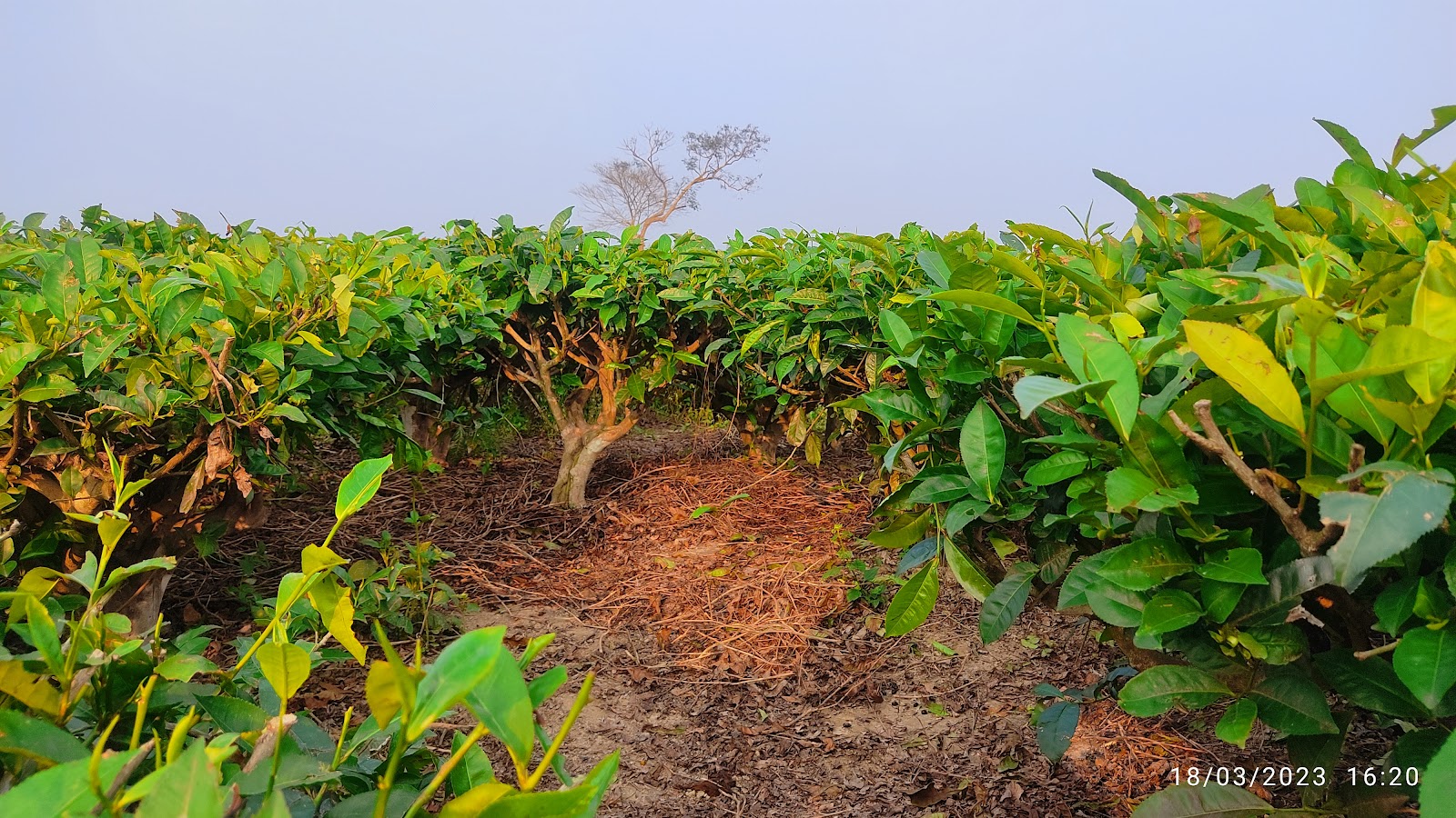 Barodabri Tea Garden