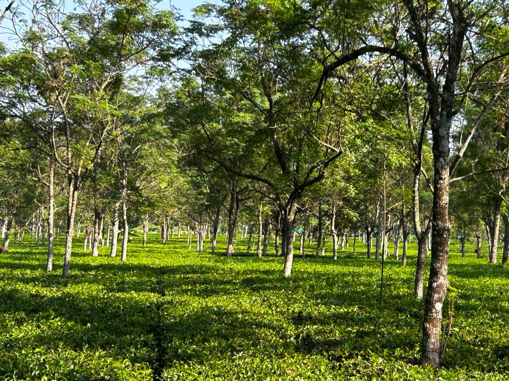 Chilapata Forests