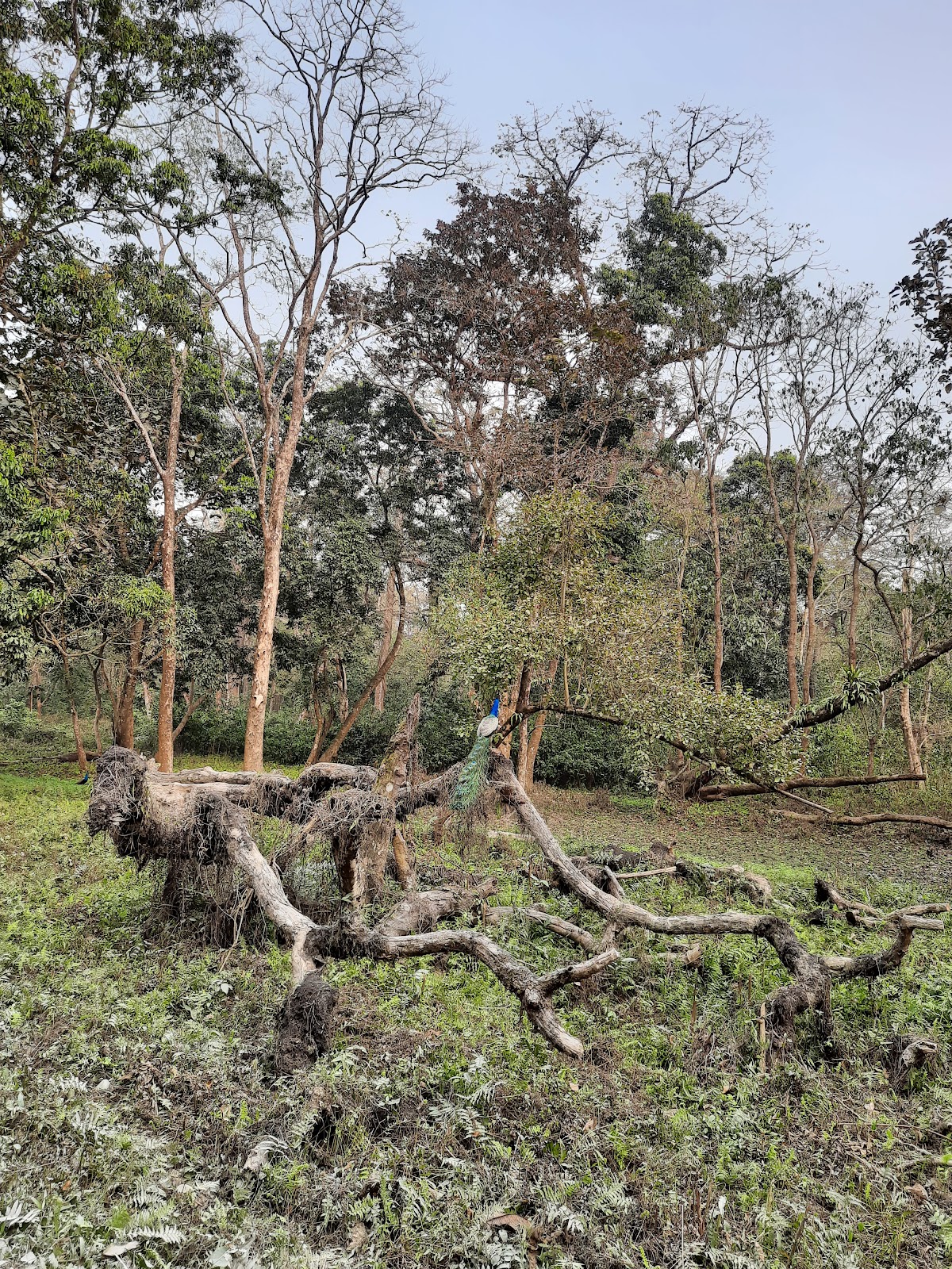 Jaldapara National Park