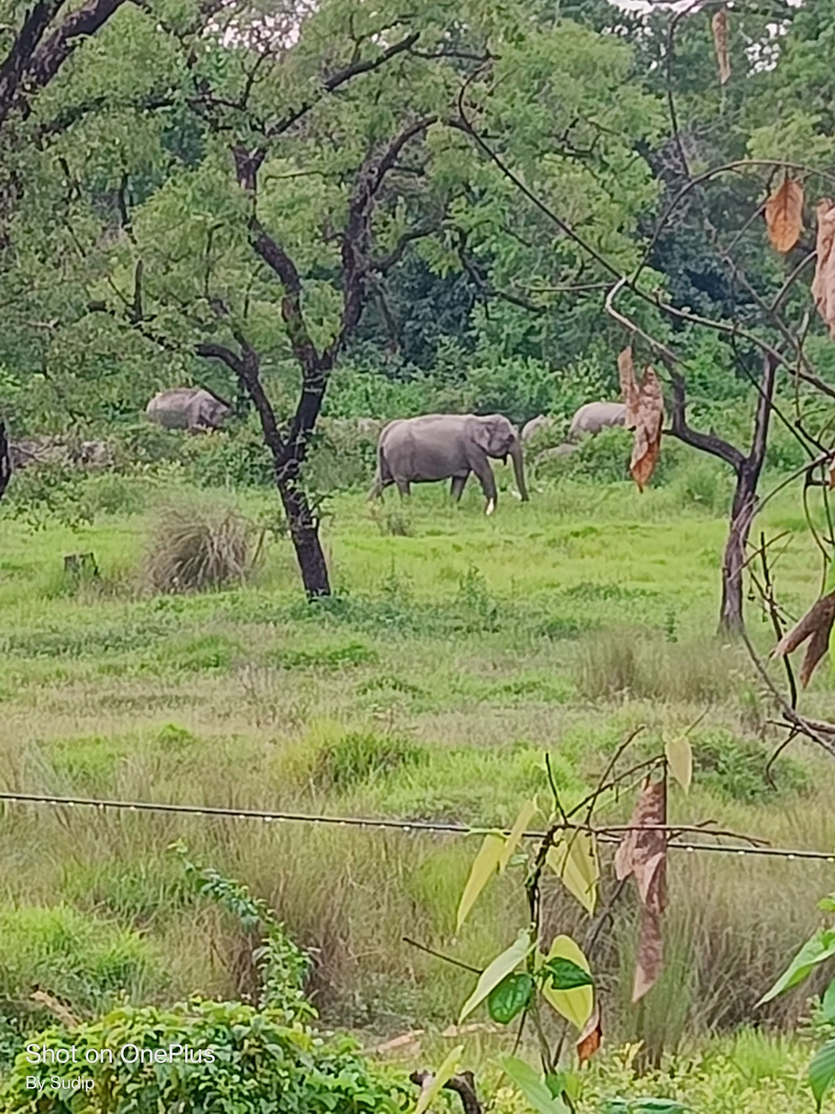 Jaldapara National Park