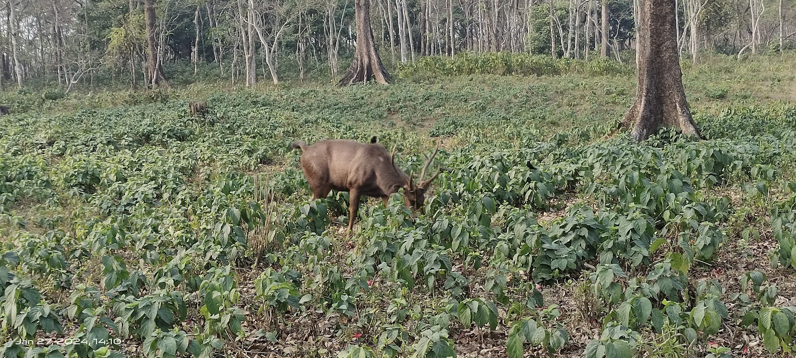 Jaldapara National Park