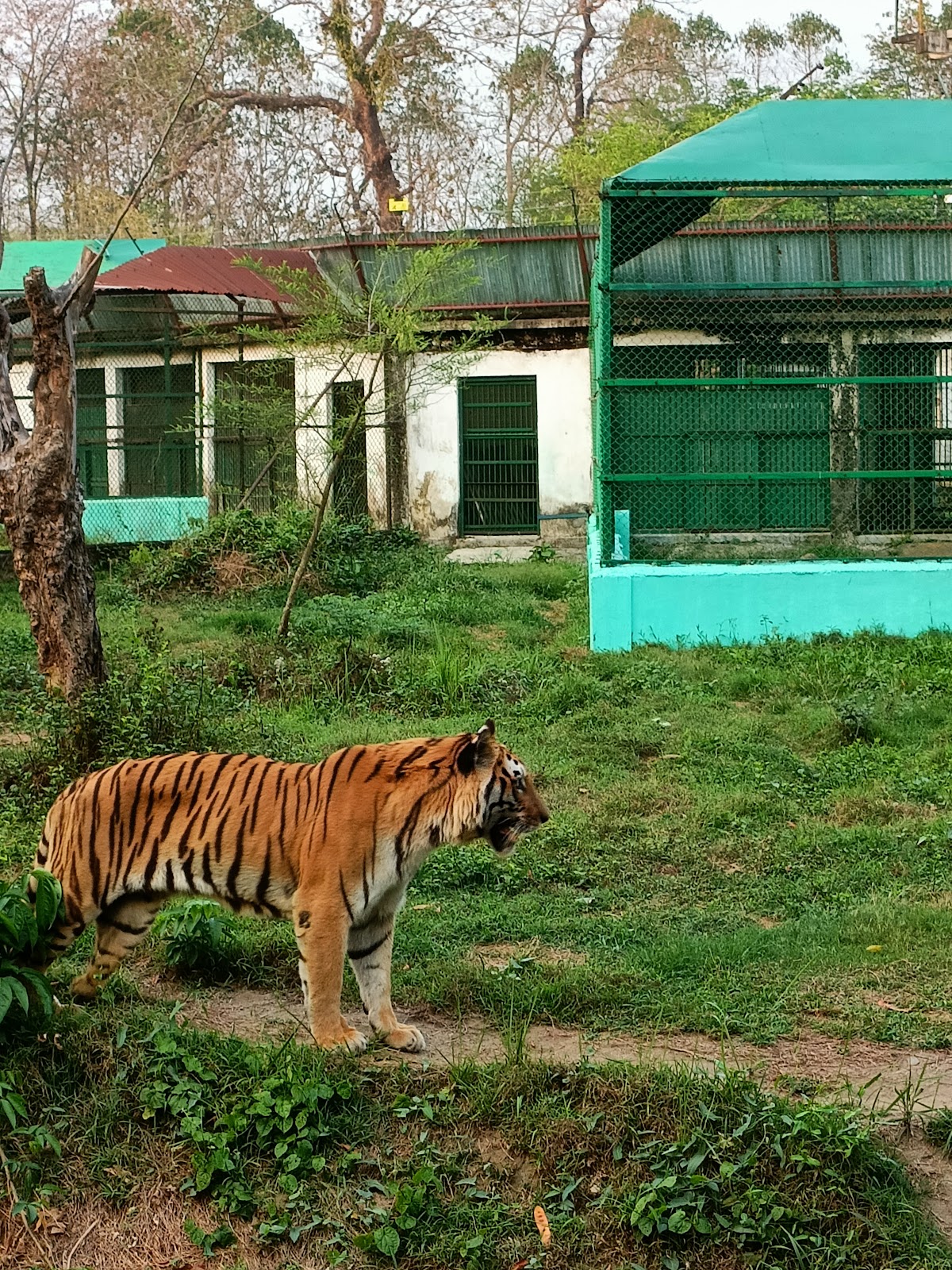 Khairbari Leopard Rescue Center