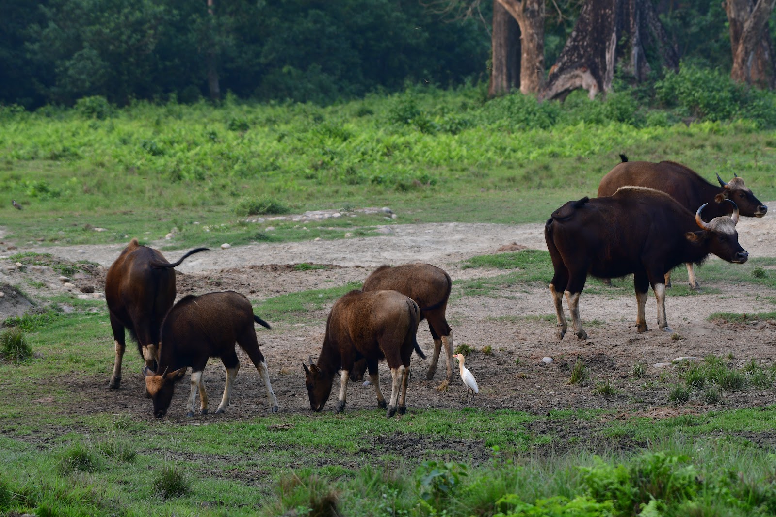Madarihat Tourist Center