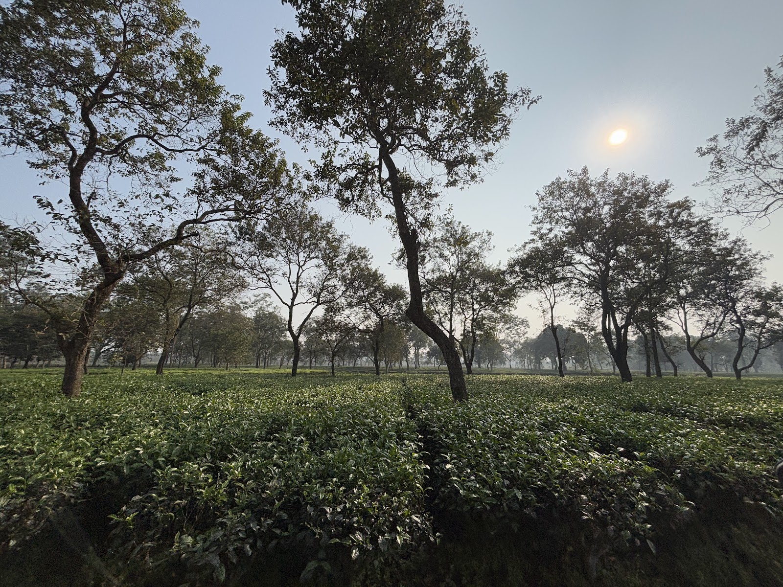 Madarihat Tourist Center