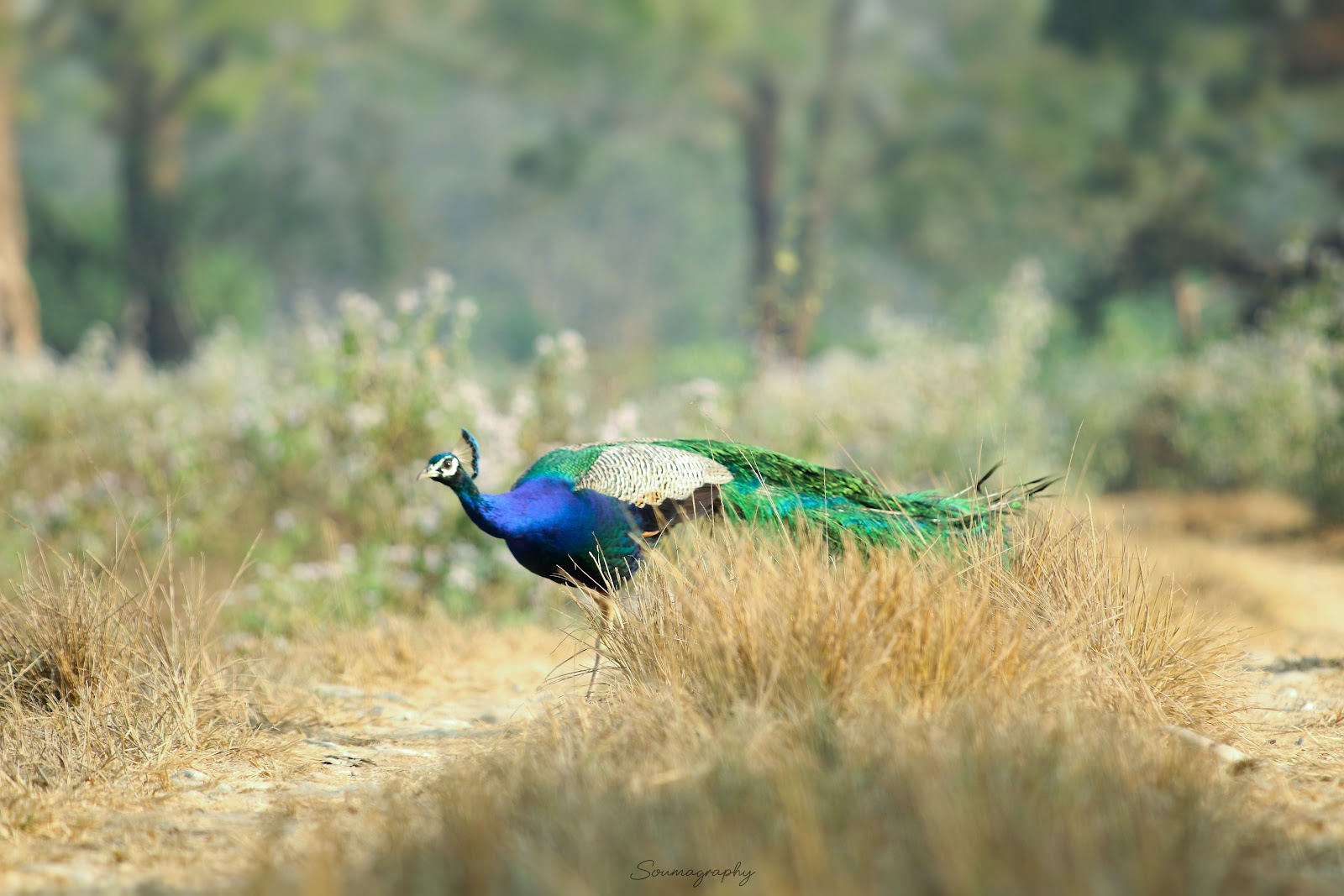 Madarihat Tourist Center