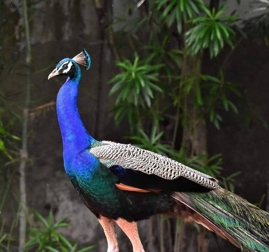 Gorumara National Park