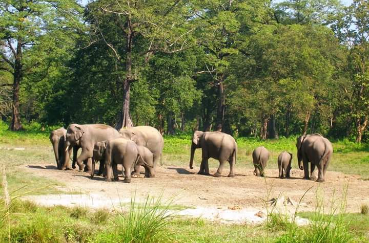 Jaldapara National Park