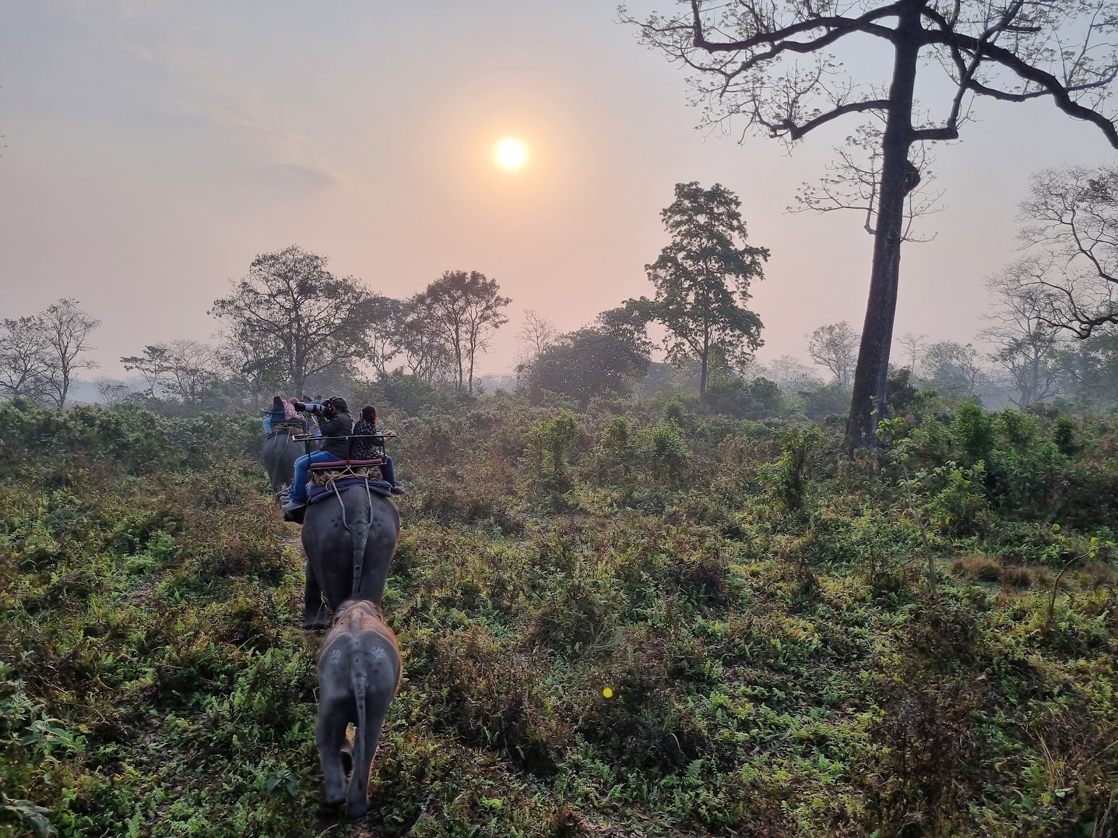 Jaldapara National Park