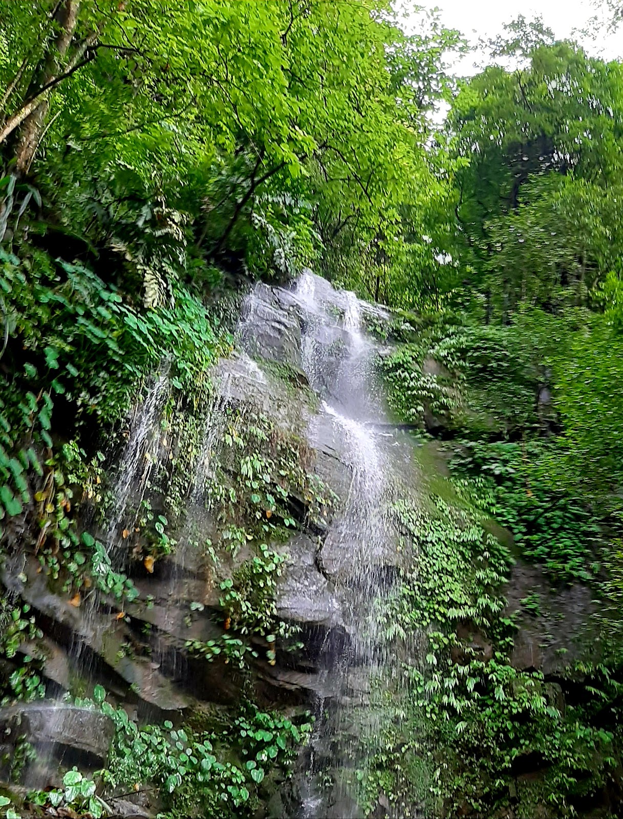 Mahananda Wildlife Sanctuary