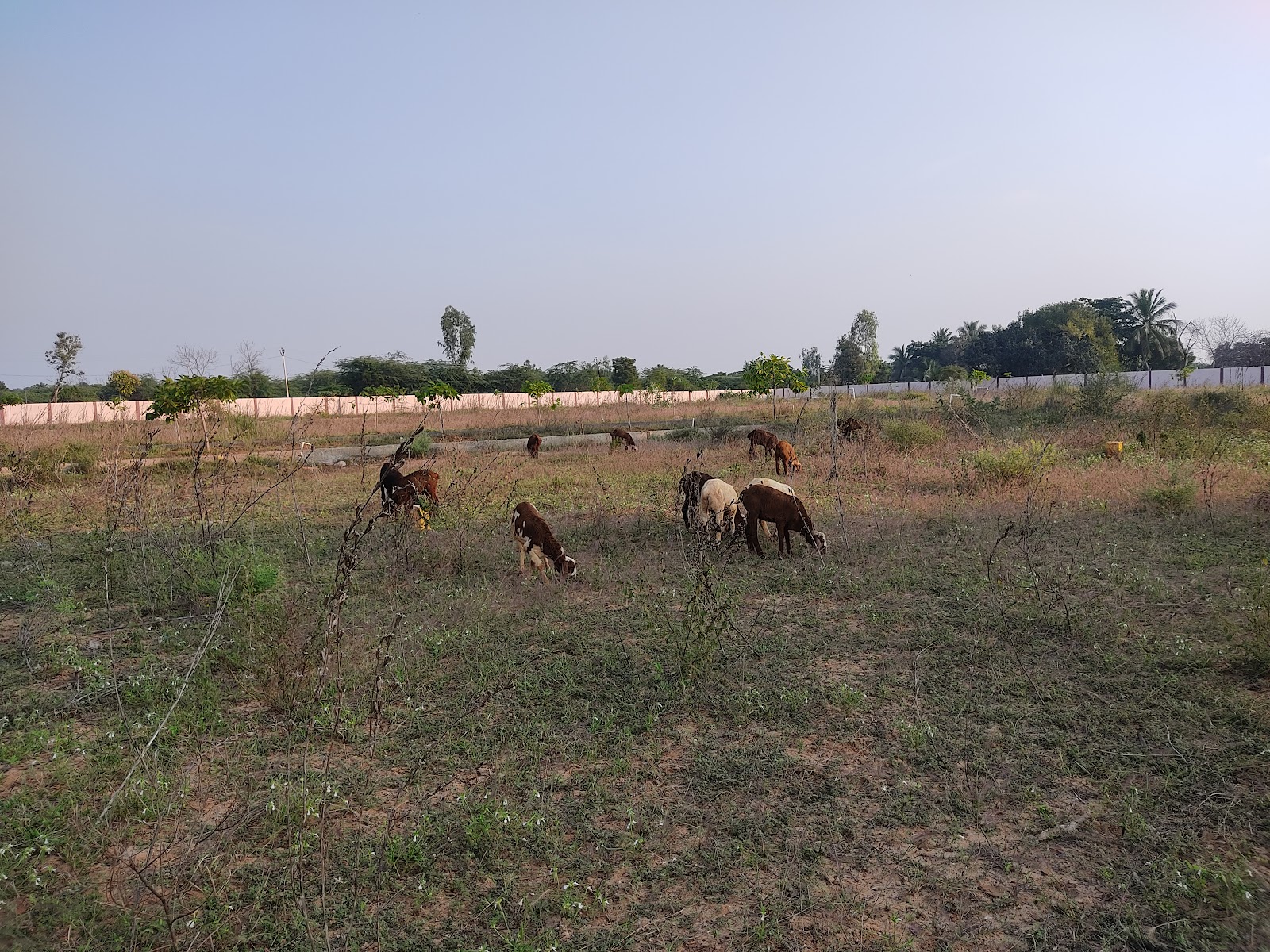 Jammalamadugu Market