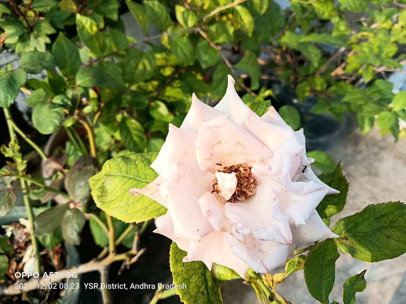Jammalamadugu Market