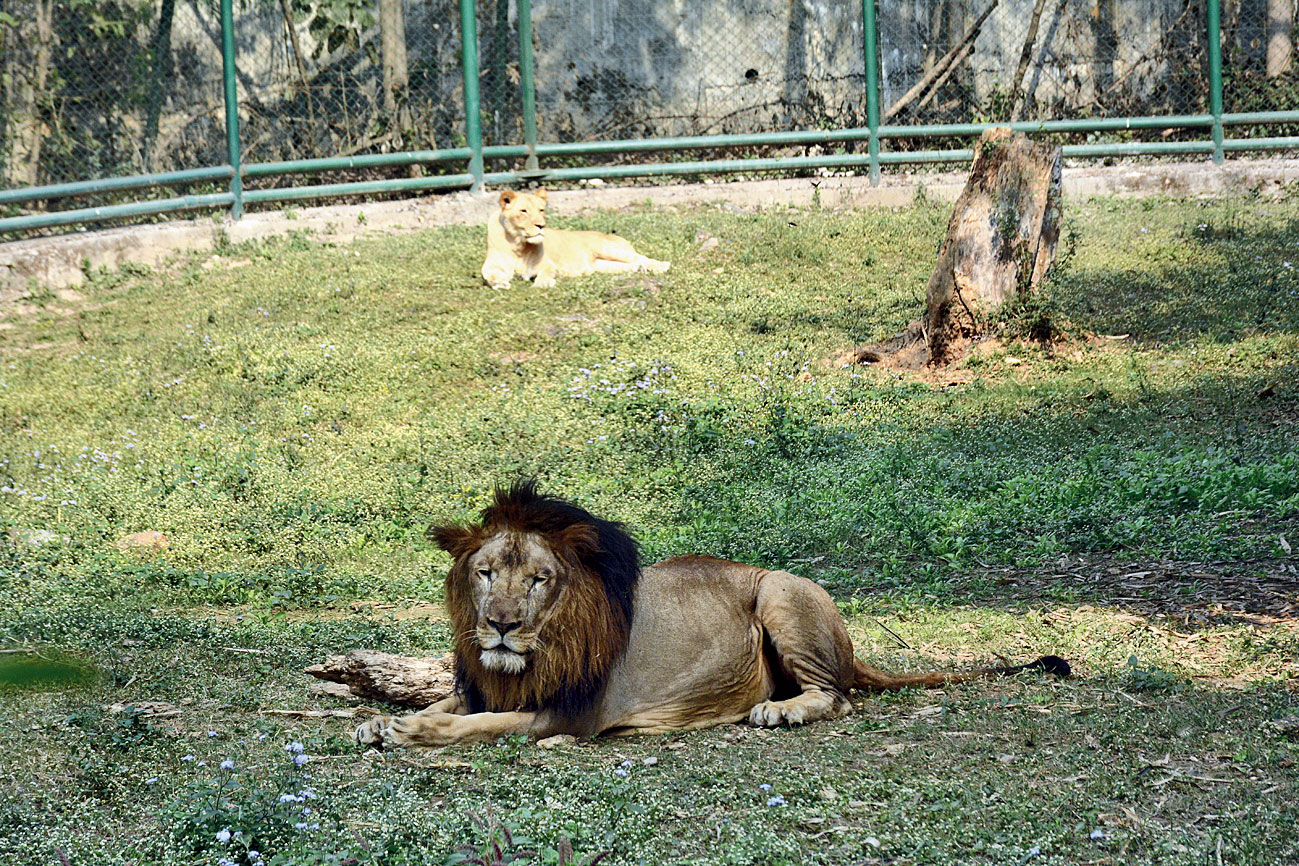Tata Steel Zoological Park