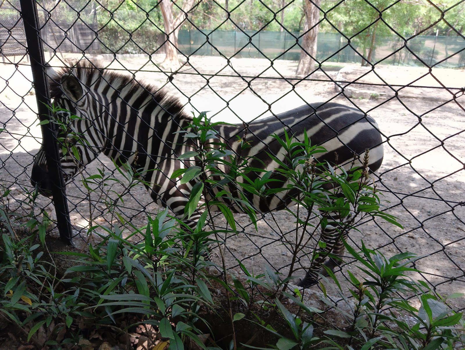 Tata Steel Zoological Park