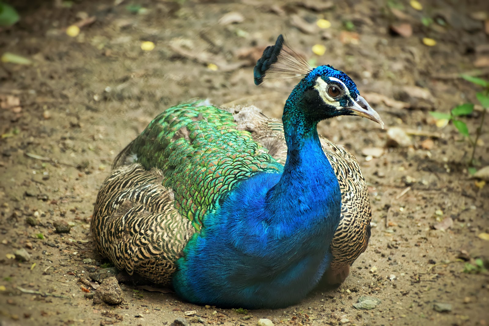 Tata Steel Zoological Park