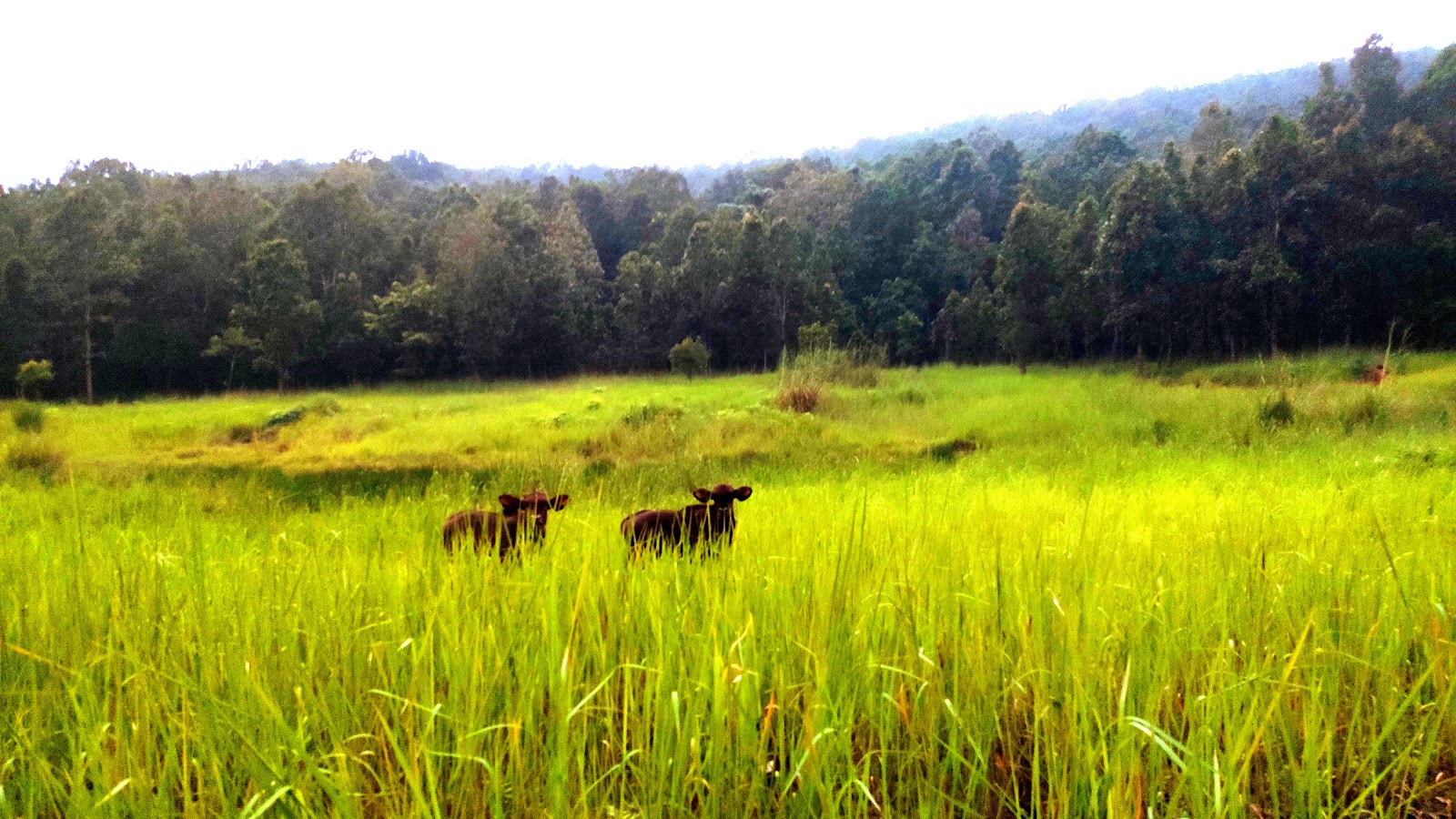 Similipal Tiger Reserve