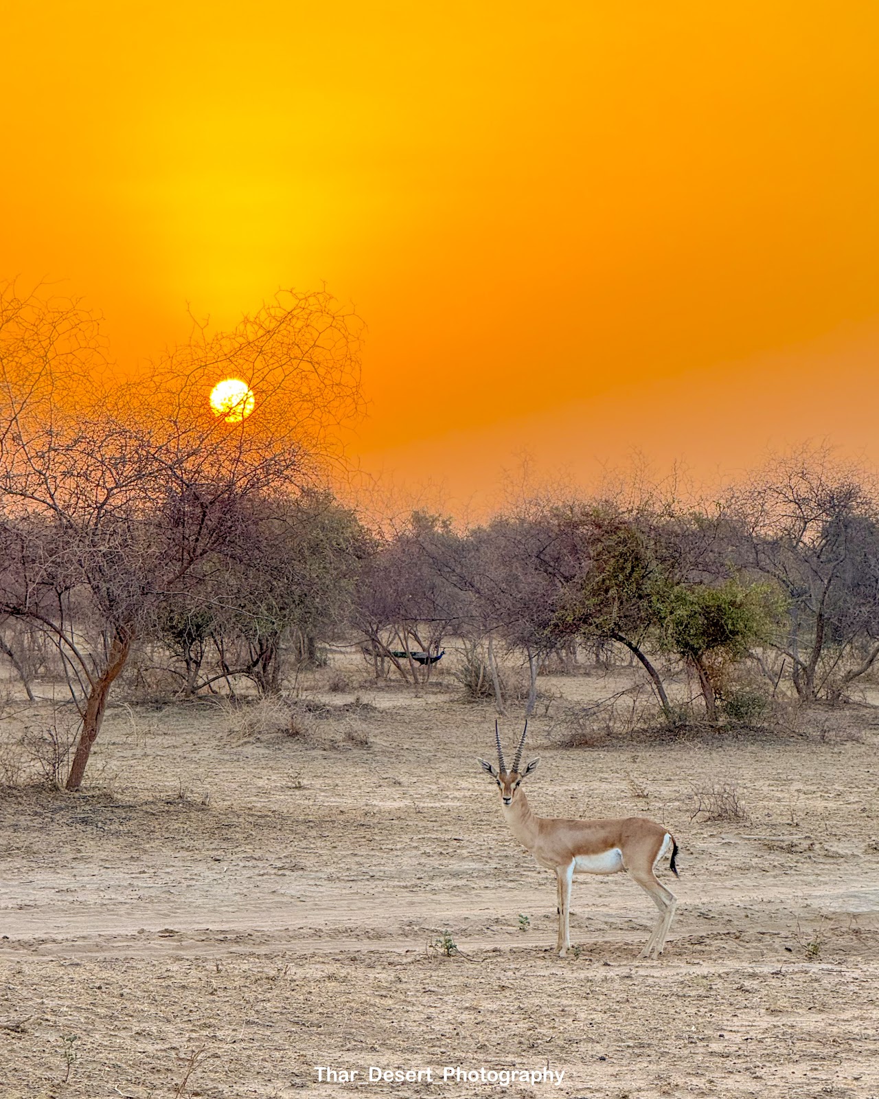 Thar Wildlife Sanctuary