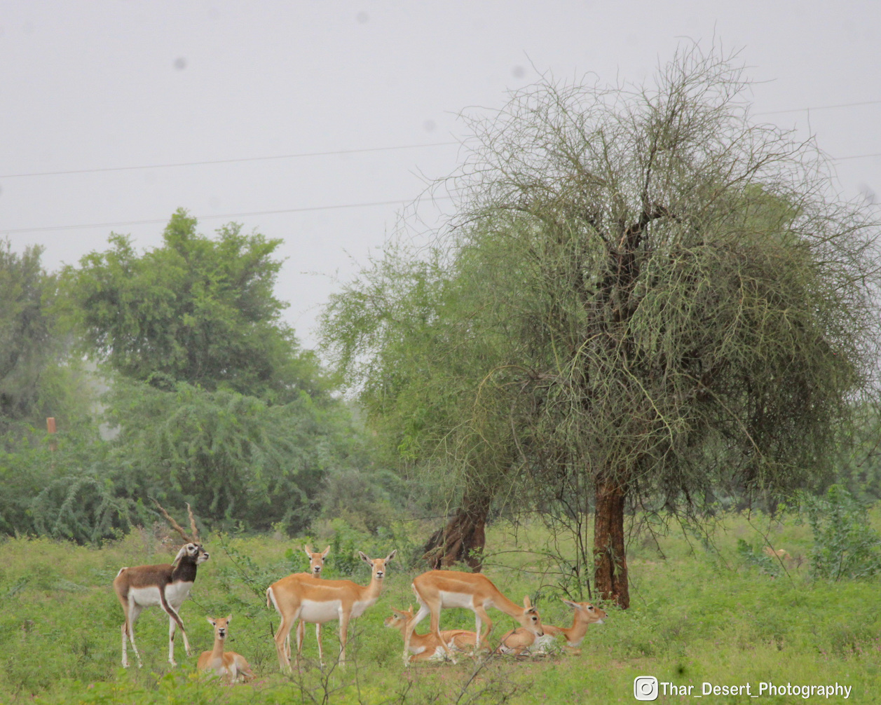Thar Wildlife Sanctuary