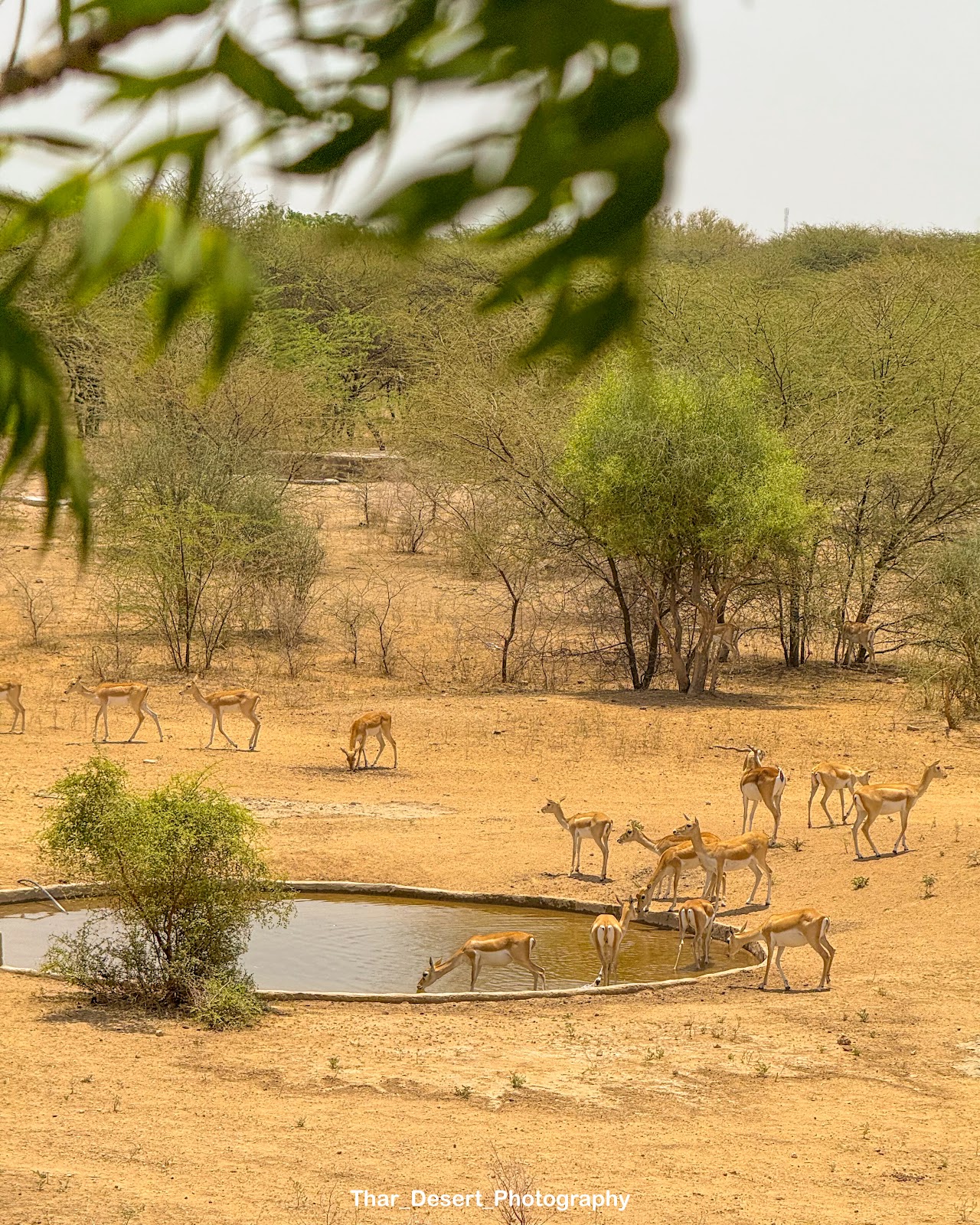 Thar Wildlife Sanctuary