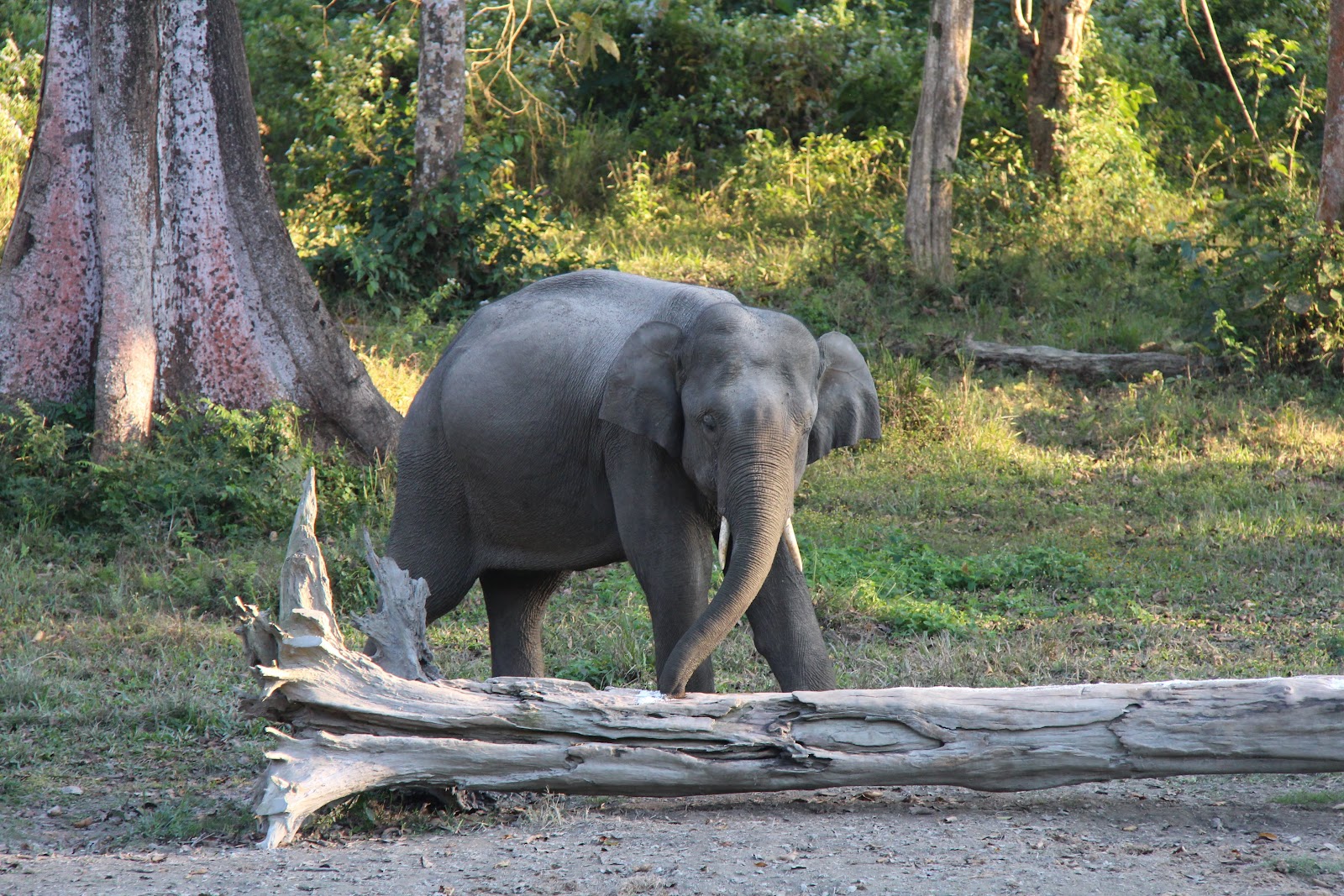 Buxa Tiger Reserve