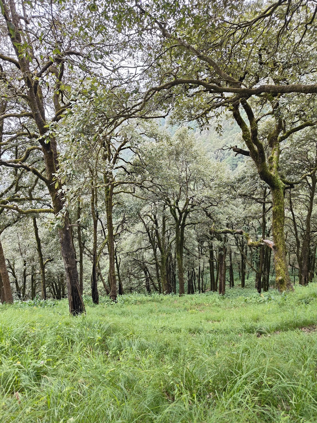 Kilbury Bird Sanctuary