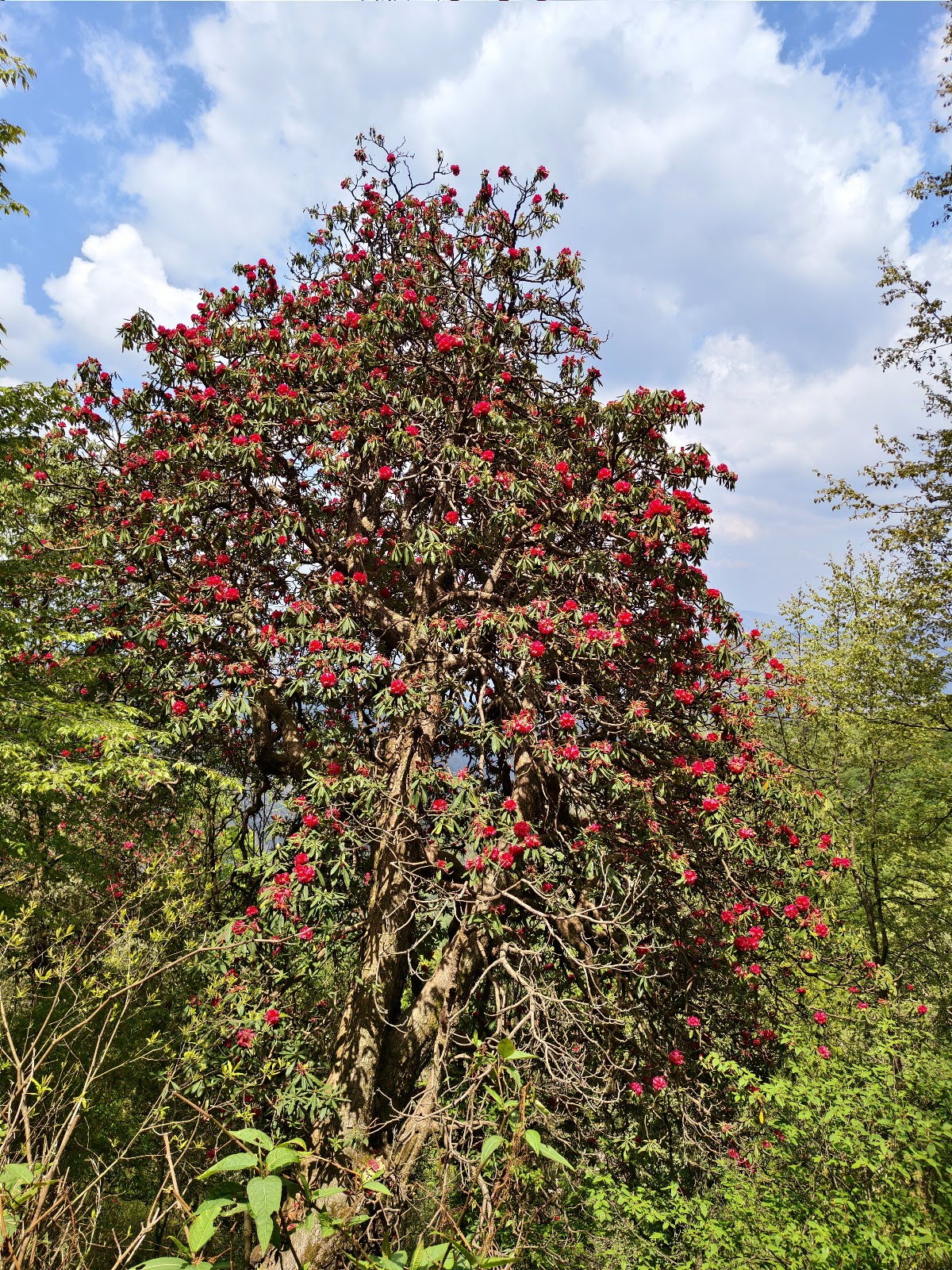Kilbury Bird Sanctuary