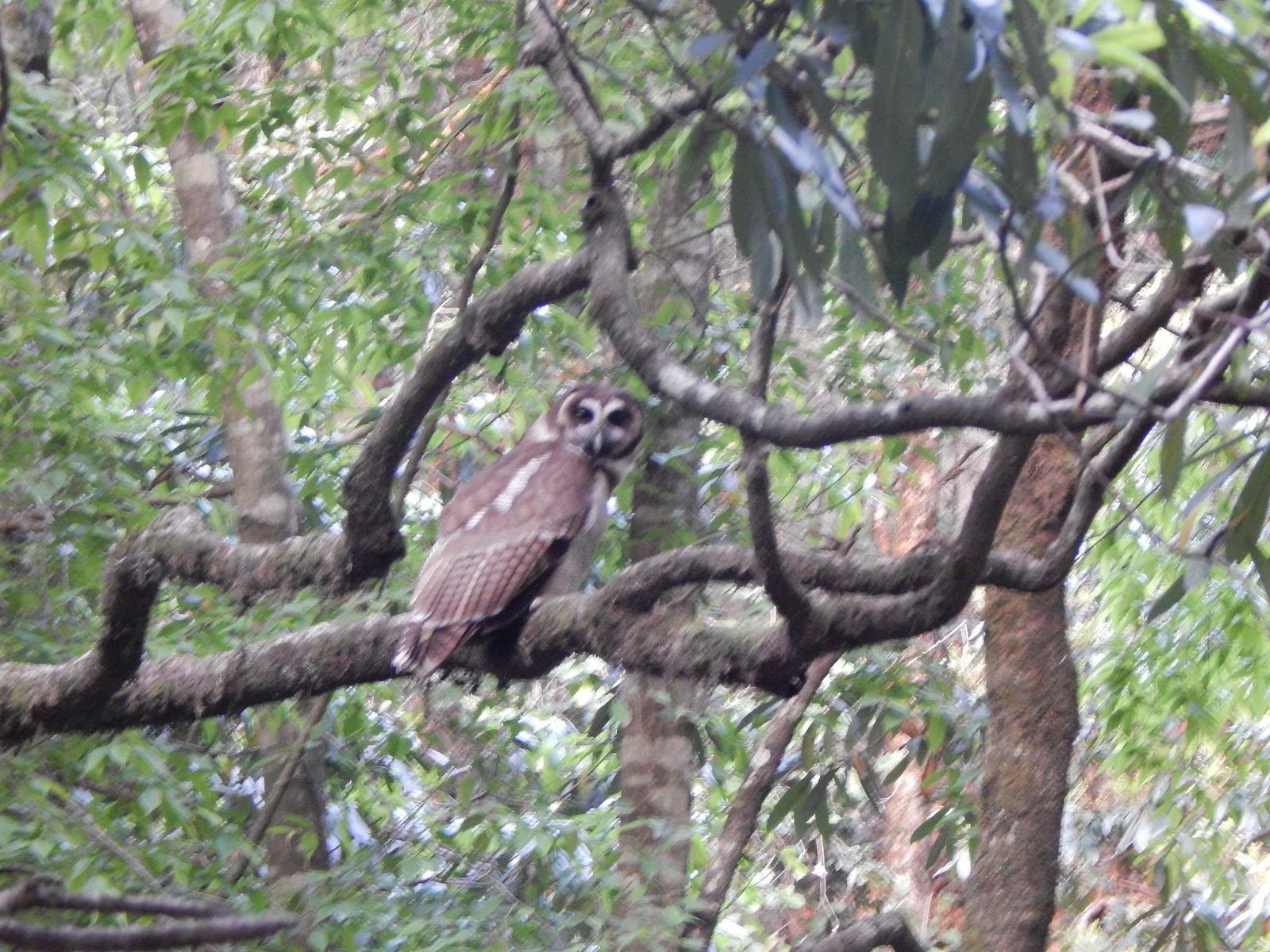 Kilbury Bird Sanctuary