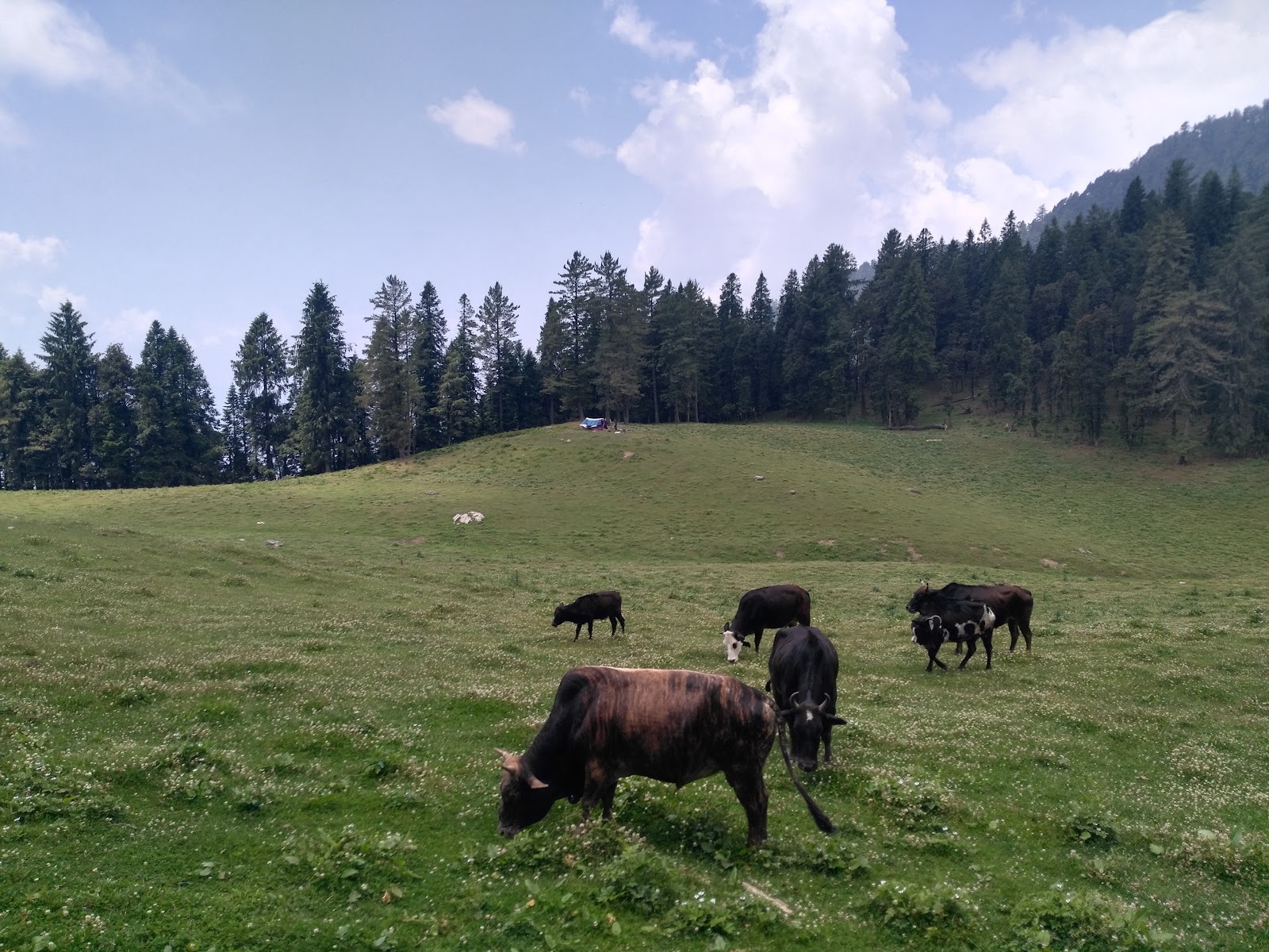 Nature Park