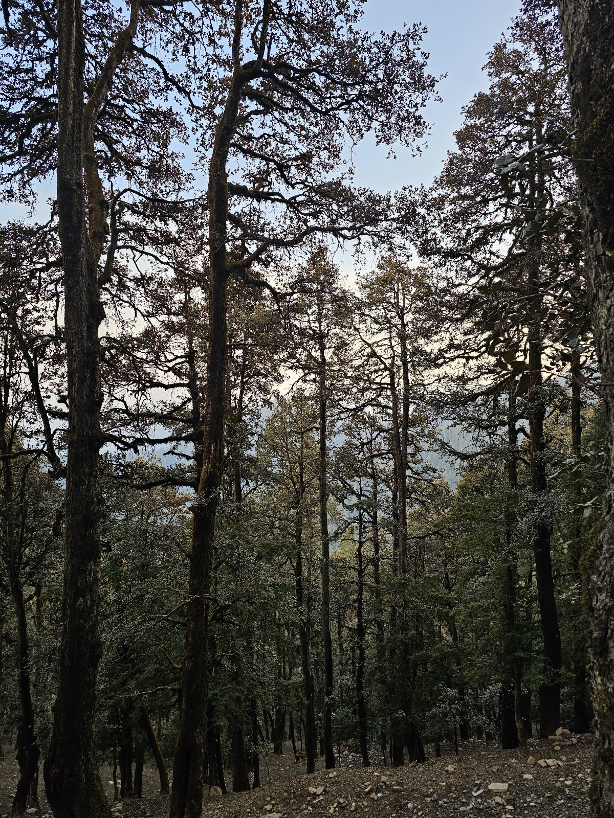 Trekking Trails