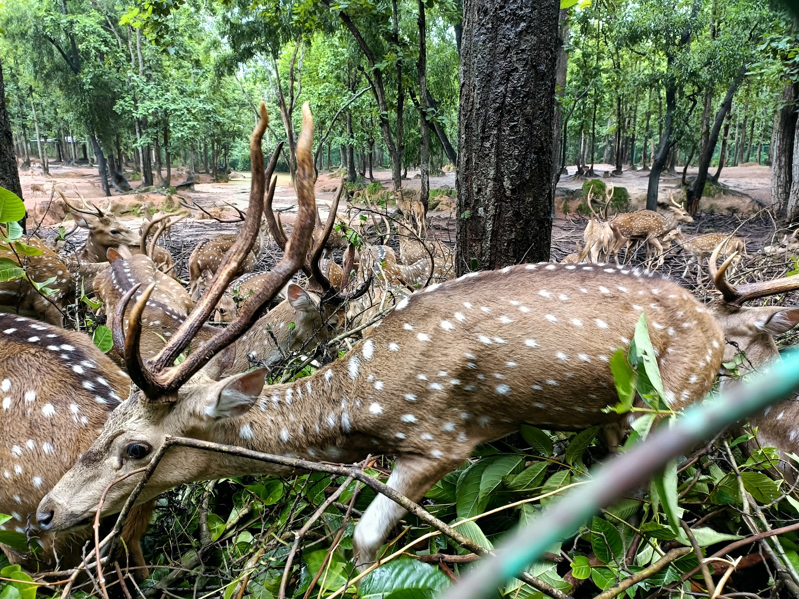 Jhargram Wildlife Sanctuary